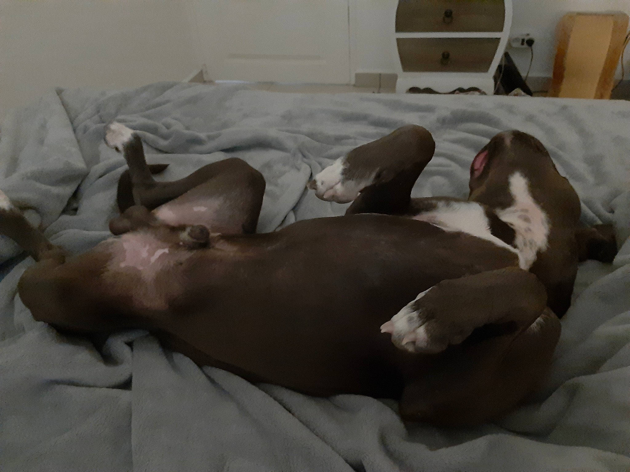 Pacha a rejoint le concours — aidez-le/la à gagner de superbes lots ! canidae, carnivore, comfort, dog, dog_breed, fawn, italian_greyhound, nap, non_sporting_group, snout, sporting_group, toy_dog