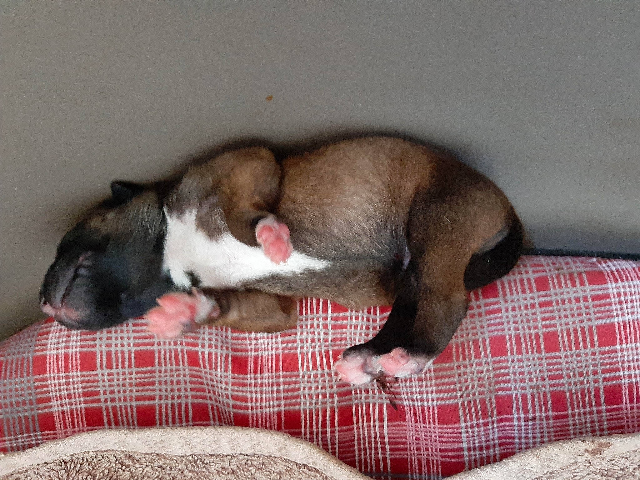 Brooklyne a rejoint le concours — aidez-le/la à gagner de superbes lots ! canidae, carnivore, dog, dog_breed, fawn, italian_greyhound, mammal, nap, non_sporting_group, puppy, snout, vertebrate