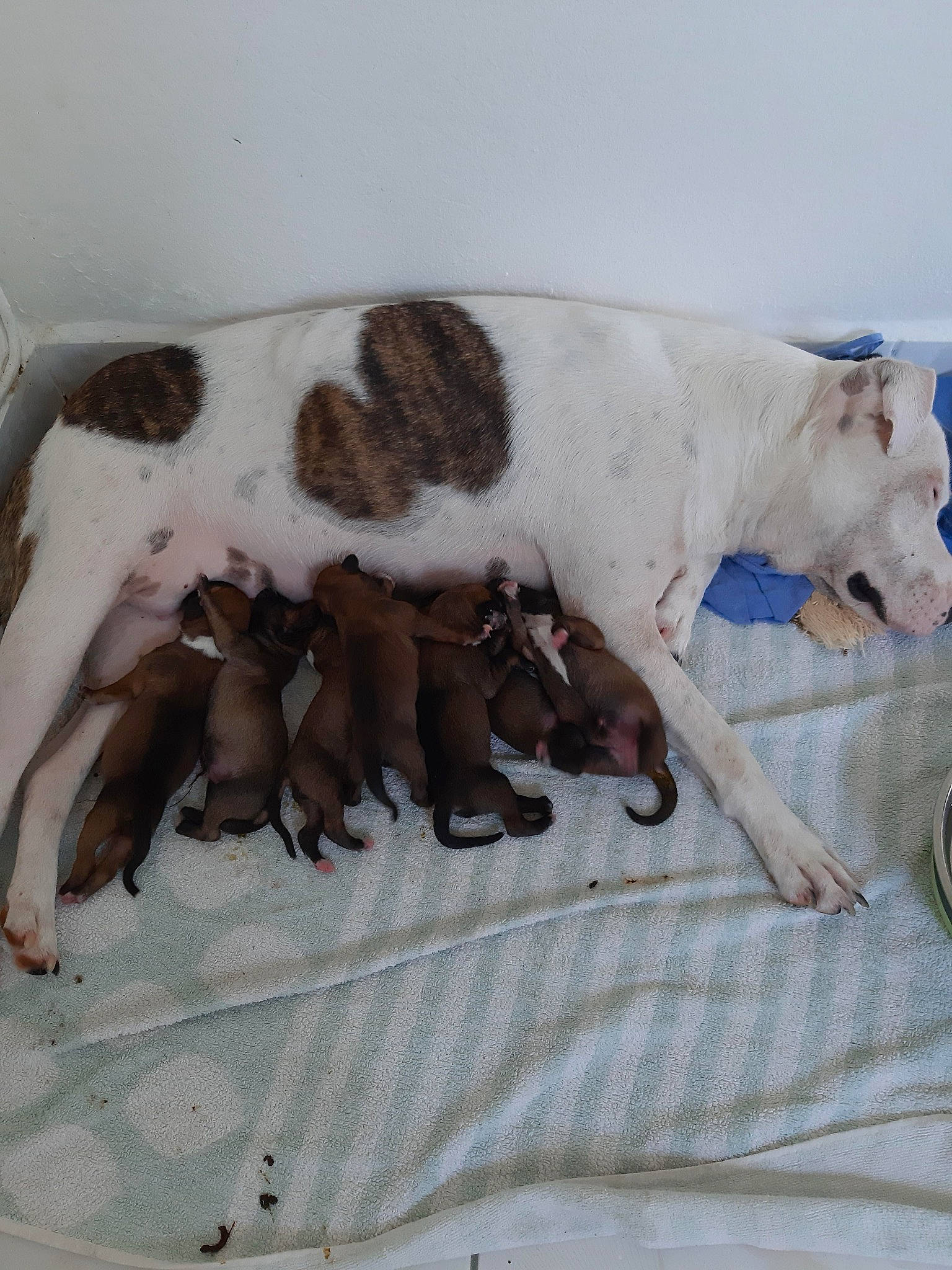 Brooklyne a rejoint le concours — aidez-le/la à gagner de superbes lots ! canidae, carnivore, dog, dog_breed, fawn, lurcher, non_sporting_group, puppy, tail, whippet