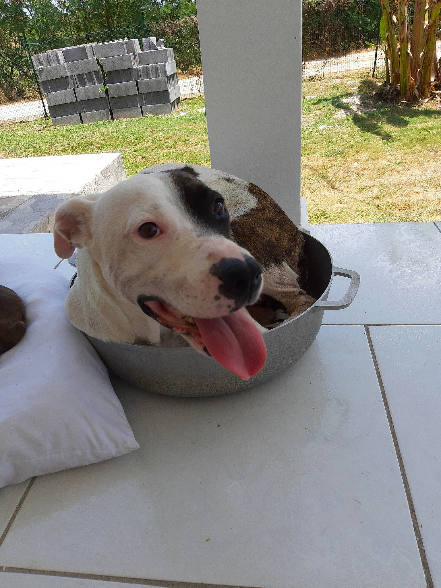 Brooklyne a rejoint le concours — aidez-le/la à gagner de superbes lots ! american_bulldog, american_pit_bull_terrier, american_staffordshire_terrier, bully_kutta, canidae, carnivore, catahoula_bulldog, dog, dog_breed, dogo_argentino, dogo_guatemalteco, fawn, mammal, non_sporting_group, nose, pit_bull, rare_breed_dog, snout, staffordshire_bull_terrier, vertebrate