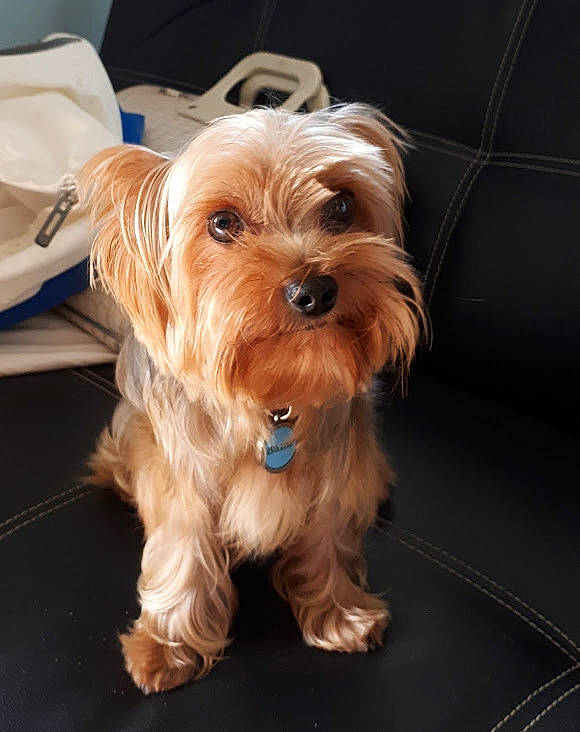 Junior a rejoint le concours — aidez-le/la à gagner de superbes lots ! australian_silky_terrier, australian_terrier, biewer_terrier, canidae, carnivore, companion_dog, dog, dog_breed, mammal, morkie, norfolk_terrier, puppy, rare_breed_dog, small_terrier, snout, sporting_group, terrier, toy_dog, vertebrate, yorkshire_terrier