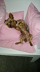 Junior participe au concours pour gagner de l'argent avec cette photo : carnivore, cat, fawn, felidae, fur, kitten, small_to_medium_sized_cats, tail