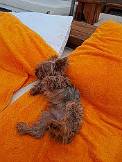 Junior participe au concours pour gagner de l'argent avec cette photo : cairn_terrier, canidae, carnivore, cat, dog, dog_breed, kitten, miniature_schnauzer, puppy, schnauzer, terrier