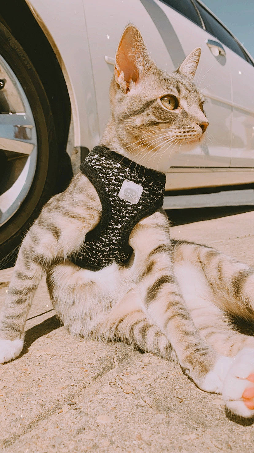 Bubs joined the competition — help win amazing prizes! automotive_tire, car, carnivore, cat, eyewear, fawn, felidae, fender, glasses, hood, hubcap, motor_vehicle, small_to_medium_sized_cats, sunglasses, tire, tread, vehicle, wheel, whiskers, window