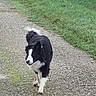 Twix participe au concours pour gagner de l'argent avec cette photo : dog, border_collie, black_and_white, outdoor, path, gravel, grass, park, walking, trotting, pet, canine, animal, fur, fluffy_tail, white_markings, pointed_ears, portrait, daylight, nature