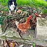 Twix participe au concours pour gagner de l'argent avec cette photo : dog, chickens, hens, animals, outdoor, garden, grass, leaves, fallen_leaves, stone, paving, moss, nature, black_and_white_dog, brown_hen, poultry, farm_animals, backyard, animal_group, daylight