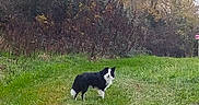 Twix participe au concours pour gagner de l'argent avec cette photo : dog, border_collie, black_and_white, grass, meadow, field, outdoors, autumn, trees, woodland, nature, gravel_path, standing, animal, pet, canine, landscape, greenery, rural, daylight