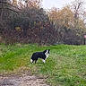 dog, border_collie, black_and_white, grass, meadow, field, outdoors, autumn, trees, woodland, nature, gravel_path, standing, animal, pet, canine, landscape, greenery, rural, daylight