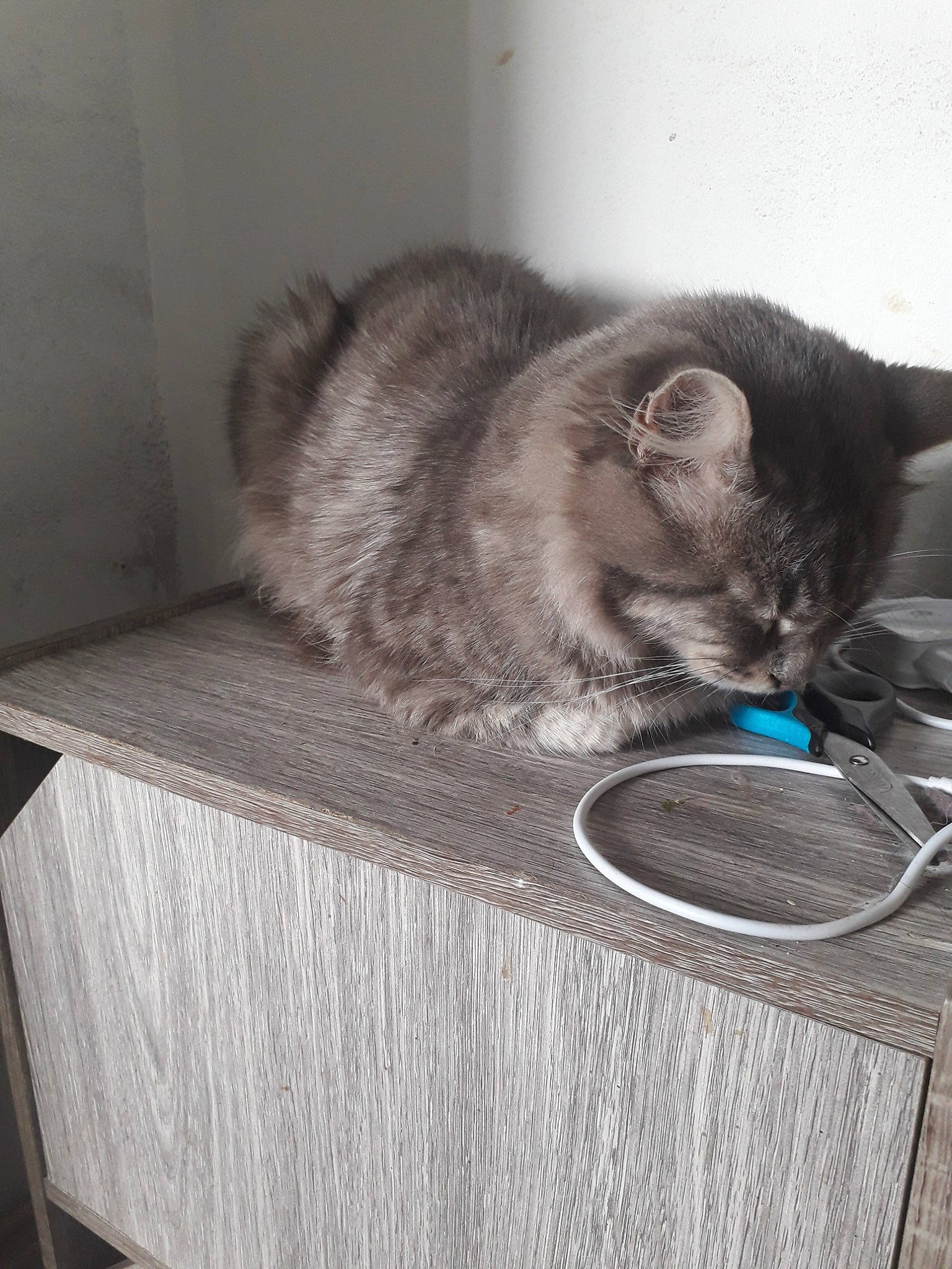 Champion participe au concours pour gagner de l'argent avec cette photo : asian, carnivore, cat, domestic_long_haired_cat, domestic_short_haired_cat, european_shorthair, felidae, kitten, mammal, nebelung, ojos_azules, small_to_medium_sized_cats, whiskers