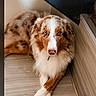 dog, australian_shepherd, brown, white, fur, eyes, floor, wooden_floor, indoor, pet, animal, laying_down, crossed_paws, portrait, looking_at_camera, calm, fluffy, ears, nose, closeup