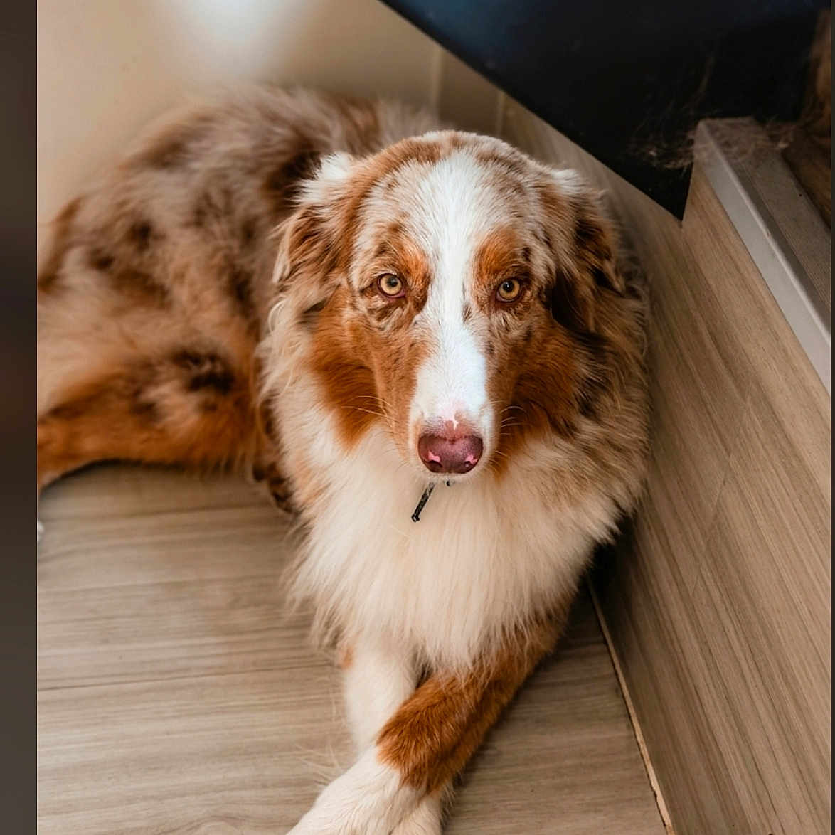 Milo