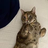 Lexy is registered to the contest to win money with this photo: bed, blanket, cat, closeup, curious, cute, domestic_animal, feline, fur, indoor, lying_on_back, paws, pet, pillow, portrait, relaxed, striped_fur, tabby_cat, whiskers, wide_eyes