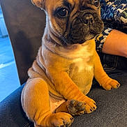 Vappy a rejoint le concours — aidez-le/la à gagner de superbes lots ! animal, boxer, bulldog, canine, chair, couch, dog, frenchbulldog, furniture, pet, pitbull, pug, puppy