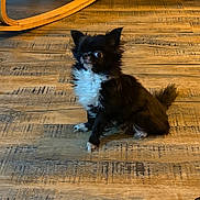 Kenzo a rejoint le concours — aidez-le/la à gagner de superbes lots ! dog, small_dog, black_and_white, fluffy, indoor, wooden_floor, rocking_chair, footwear, puma_slipper, pet, alert, sitting, cute, animal, domestic_animal, fur, paw, tail, side_view, household