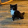 dog, small_dog, black_and_white, fluffy, indoor, wooden_floor, rocking_chair, footwear, puma_slipper, pet, alert, sitting, cute, animal, domestic_animal, fur, paw, tail, side_view, household