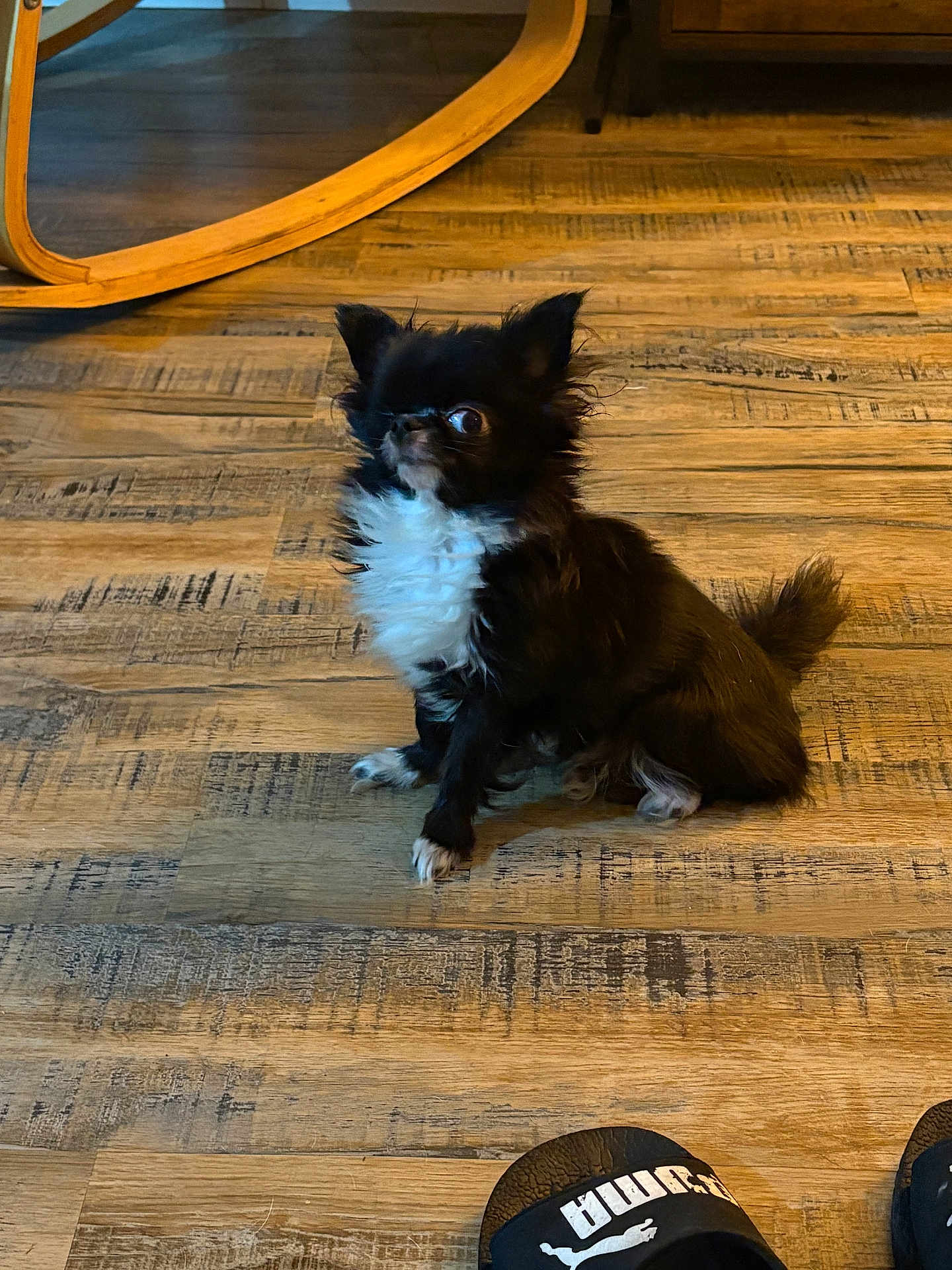 Kenzo a rejoint le concours — aidez-le/la à gagner de superbes lots ! dog, small_dog, black_and_white, fluffy, indoor, wooden_floor, rocking_chair, footwear, puma_slipper, pet, alert, sitting, cute, animal, domestic_animal, fur, paw, tail, side_view, household