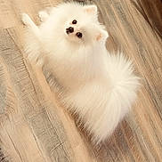 Tamara a rejoint le concours — aidez-le/la à gagner de superbes lots ! dog, white, fluffy, pet, floor, wooden_floor, indoor, looking_up, animal, cute, small_dog, pomeranian, fur, canine, domestic_animal, mammal, companion, laying_down, alert, adorable