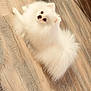 dog, white, fluffy, pet, floor, wooden_floor, indoor, looking_up, animal, cute, small_dog, pomeranian, fur, canine, domestic_animal, mammal, companion, laying_down, alert, adorable