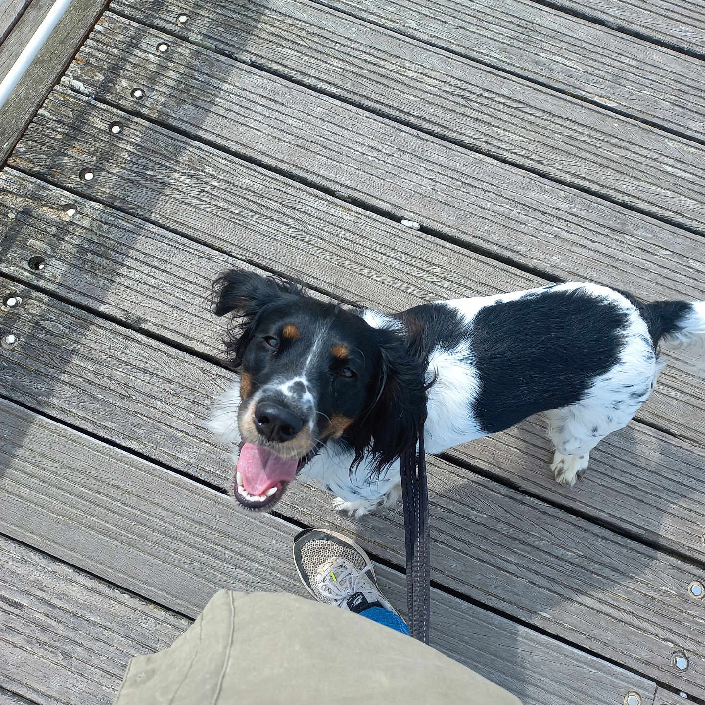 Toupie participe au concours pour gagner de l'argent avec cette photo : accessories, animal, architecture, boardwalk, bridge, building, canine, clothing, dog, footwear, hound, house, housing, leash, pet, shoe, strap, water, waterfront, wood