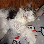 Papa is registered to the contest to win money with this photo: cat, sleeping, fluffy, blanket, penguin_pattern, cozy, indoor, wood_paneling, pet, relaxed, white_fur, tabby, animal, cute, resting, soft_texture, holiday_theme, warm, comfort, domestic