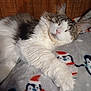 cat, sleeping, fluffy, blanket, penguin_pattern, cozy, indoor, wood_paneling, pet, relaxed, white_fur, tabby, animal, cute, resting, soft_texture, holiday_theme, warm, comfort, domestic
