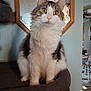Papa joined the competition — help win amazing prizes! cat, fluffy, yellow_eyes, mirror, octagonal_frame, indoor, pet, furniture, perch, white_fur, gray_fur, domestic_cat, looking_at_camera, home, cozy, animal, portrait, sitting, feline, curious