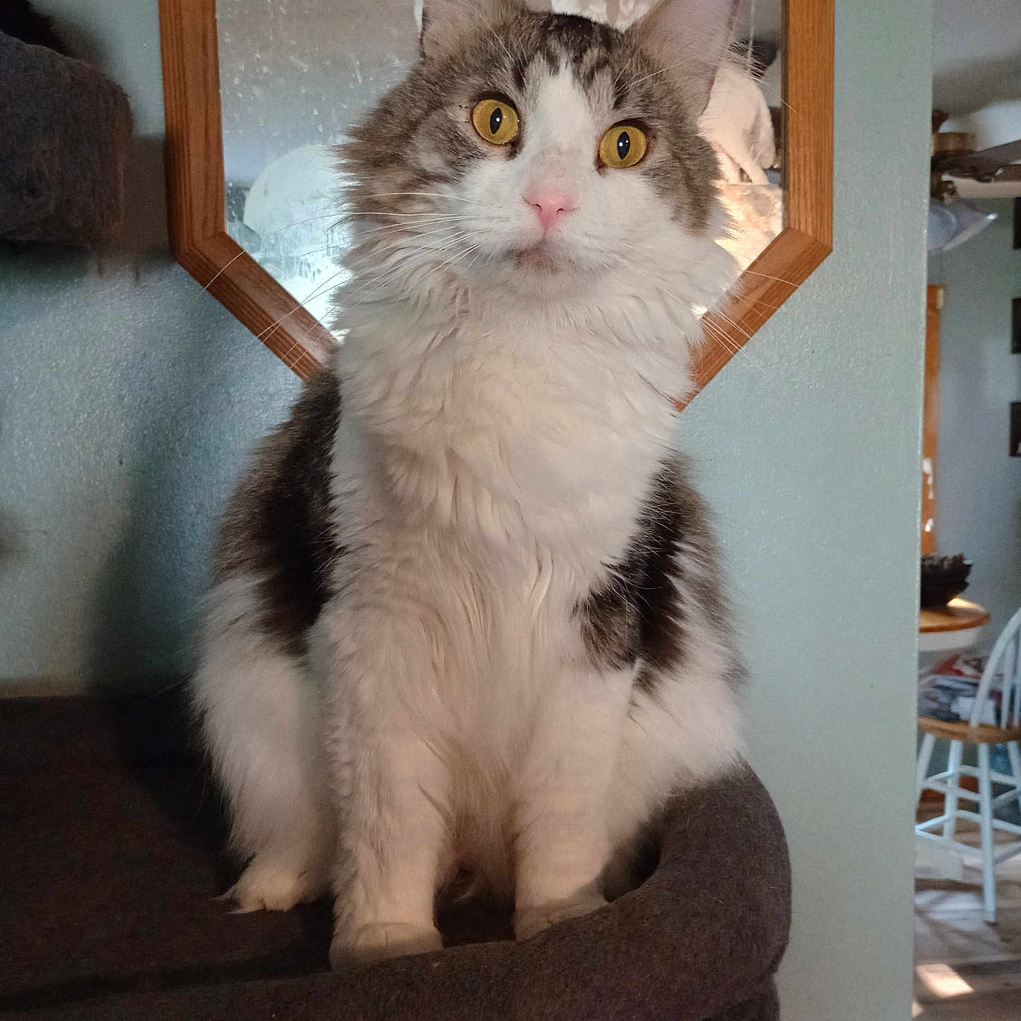 Papa joined the competition — help win amazing prizes! animal, cat, cozy, curious, domestic_cat, feline, fluffy, furniture, gray_fur, home, indoor, looking_at_camera, mirror, octagonal_frame, perch, pet, portrait, sitting, white_fur, yellow_eyes
