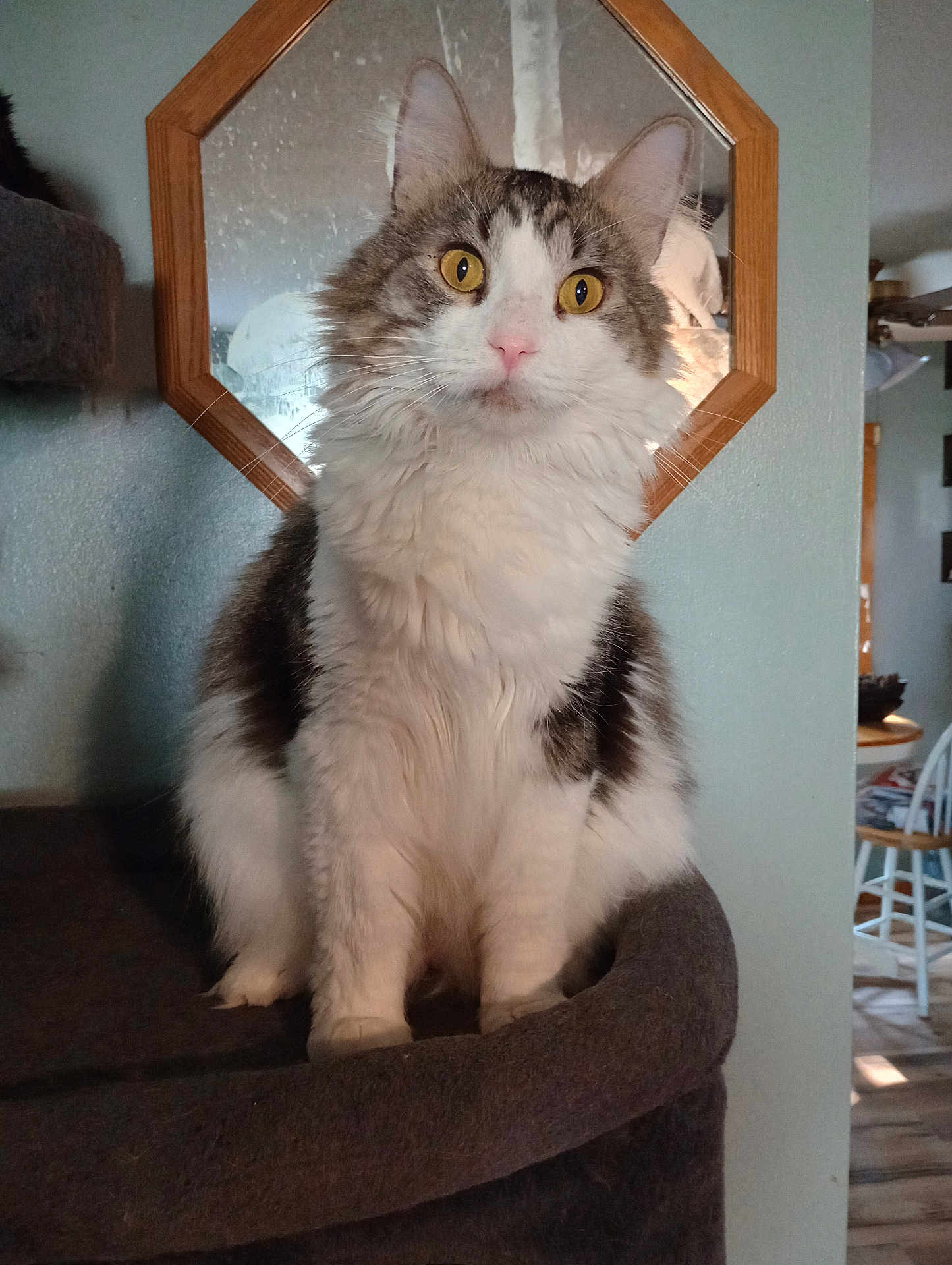 Papa joined the competition — help win amazing prizes! cat, fluffy, yellow_eyes, mirror, octagonal_frame, indoor, pet, furniture, perch, white_fur, gray_fur, domestic_cat, looking_at_camera, home, cozy, animal, portrait, sitting, feline, curious