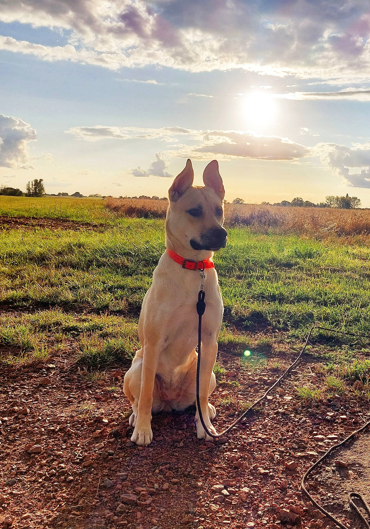 Tina a rejoint le concours — aidez-le/la à gagner de superbes lots ! carnivore, cloud, collar, companion_dog, dog, dog_breed, dog_collar, fawn, grass, grassland, happy, horizon, landscape, people_in_nature, plant, sky, sunlight, tail, tree, working_animal