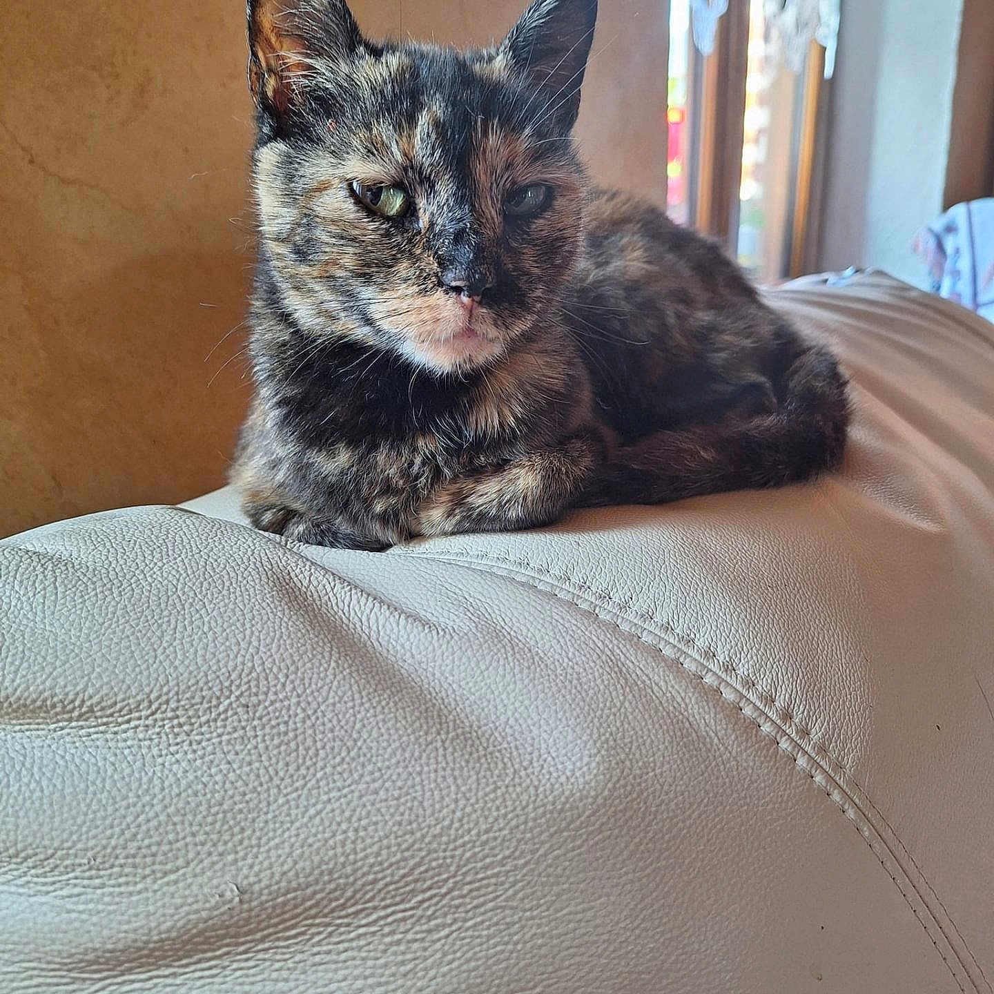 Canelle a rejoint le concours — aidez-le/la à gagner de superbes lots ! animal, beanbag, bed, blanket, brasssection, cat, couch, cushion, furniture, hardwood, homedecor, horn, kitten, manx, musicalinstrument, pet, pillow, wood