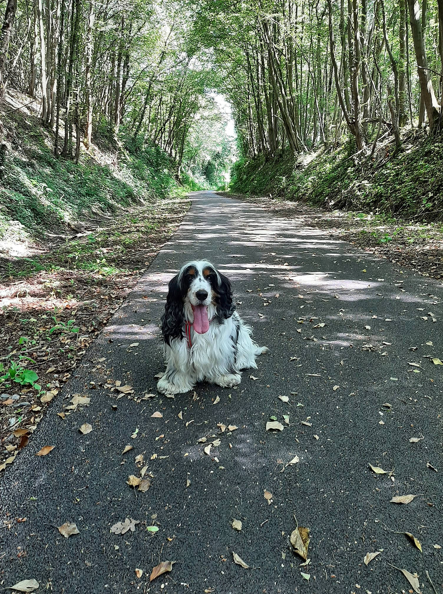 Harry a rejoint le concours — aidez-le/la à gagner de superbes lots ! asphalt, canidae, carnivore, companion_dog, dog, dog_breed, forest, fur, grass, king_charles_spaniel, natural_landscape, plant, road_surface, soil, sporting_group, toy_dog, tree, walking, woodland, working_dog