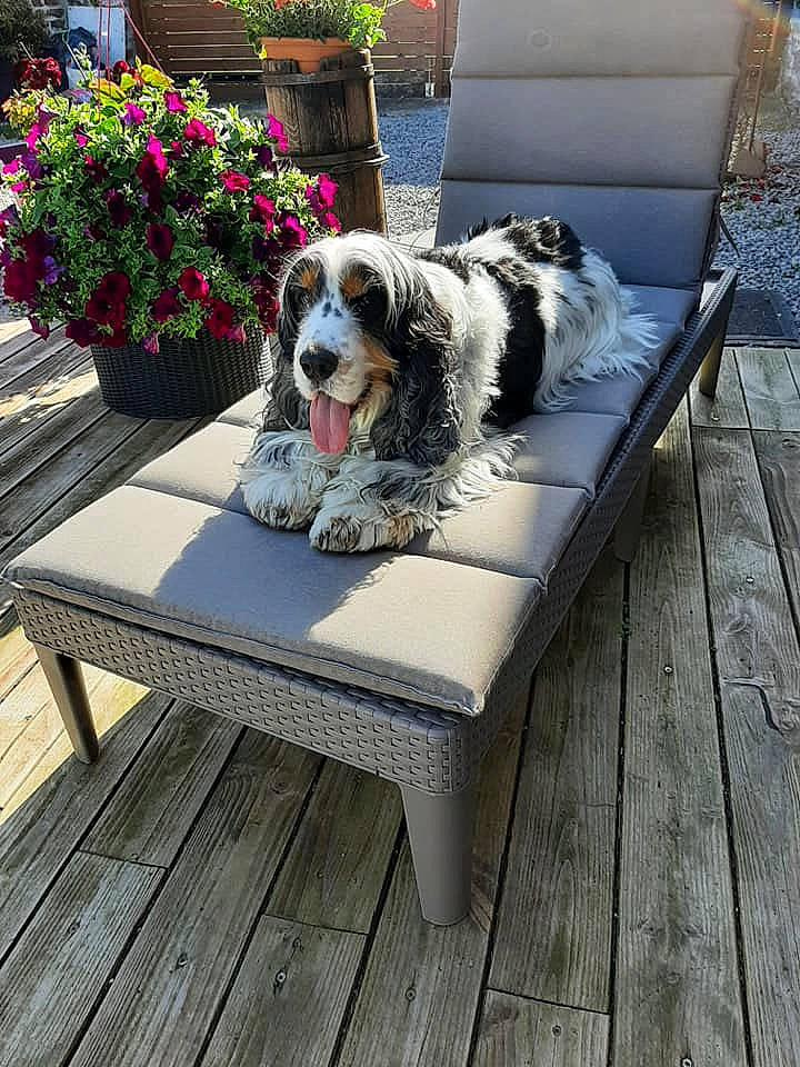 Harry participe au concours pour gagner de l'argent avec cette photo : carnivore, comfort, companion_dog, deck, dog, dog_breed, flooring, flower, furniture, hardwood, leisure, outdoor_furniture, outdoor_table, plant, porch, rectangle, sporting_group, table, toy_dog, wood