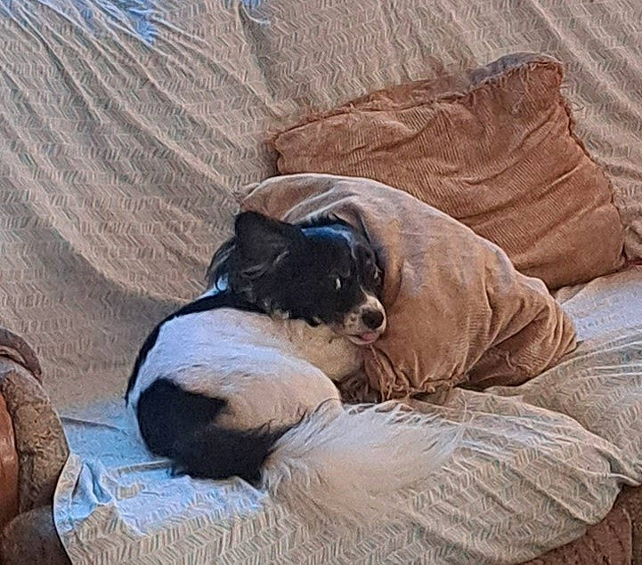 Little Bit joined the competition — help win amazing prizes! canidae, carnivore, comfort, companion_dog, dog_breed, fawn, felidae, fur, hardwood, linens, liver, nap, small_to_medium_sized_cats, sporting_group, tail, terrestrial_animal, tints_and_shades, wildlife, wood, working_animal