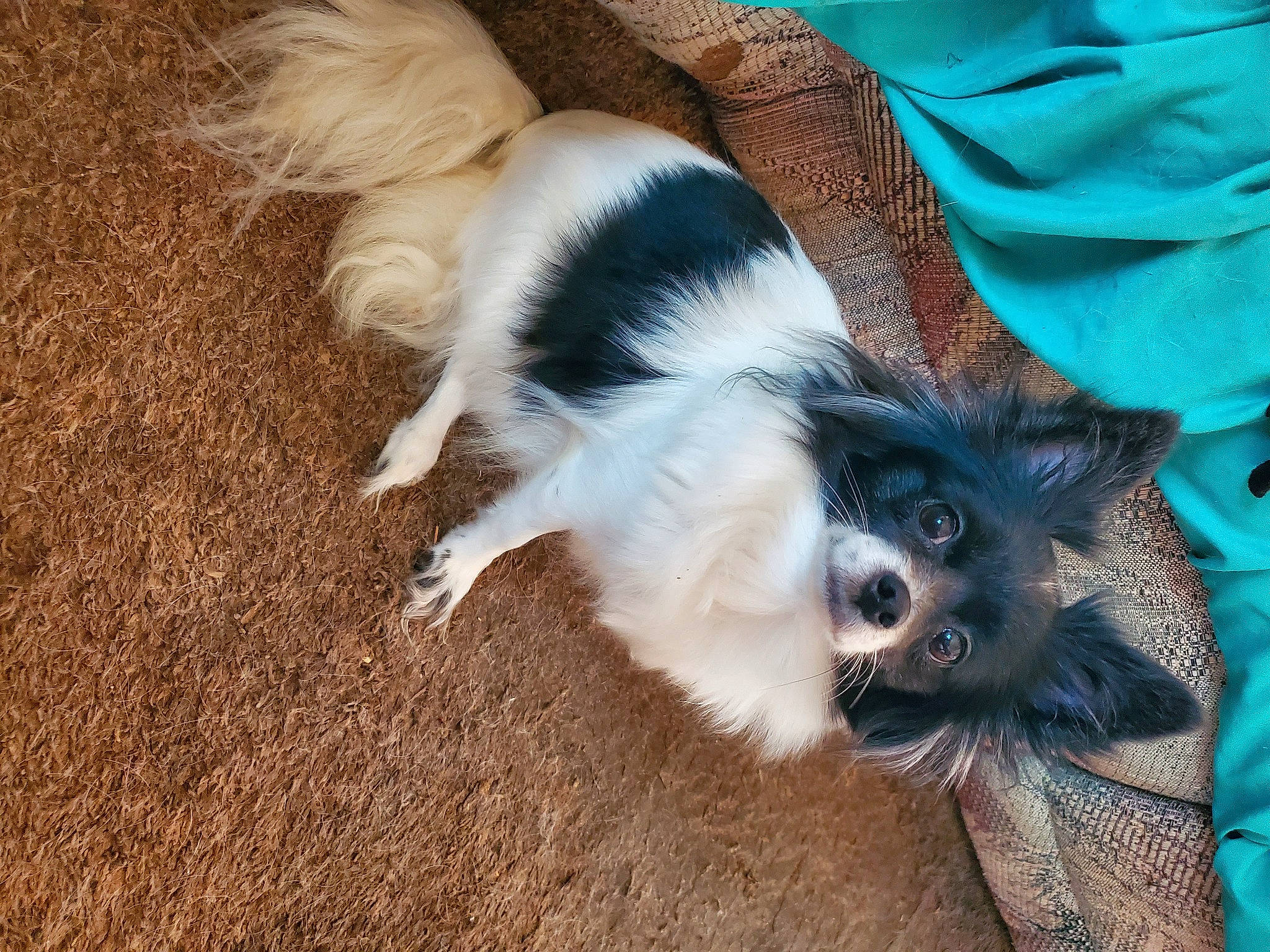 Little Bit joined the competition — help win amazing prizes! canidae, carnivore, claw, companion_dog, dog, dog_breed, fawn, fur, paw, primate, snout, soil, sporting_group, terrestrial_animal, toy_dog, whiskers, working_animal