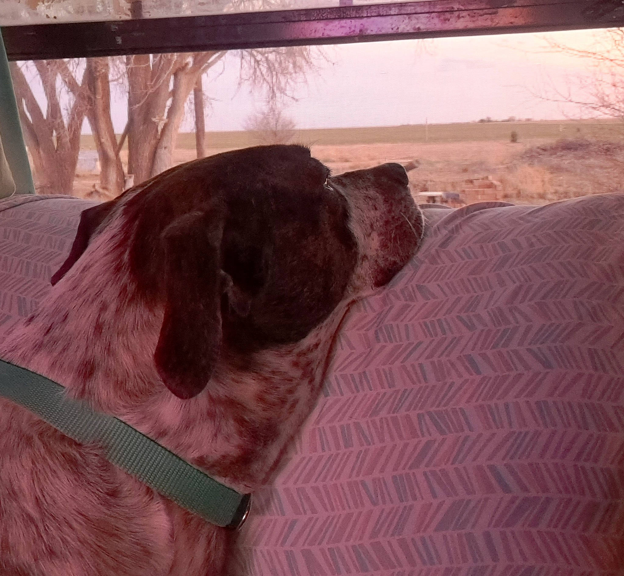 Sammy is registered to the contest to win money with this photo: carnivore, collar, companion_dog, dog, dog_breed, fawn, fur, landscape, linens, liver, plant, sky, sleeve, snout, sporting_group, tints_and_shades, tree, window, wood, working_animal