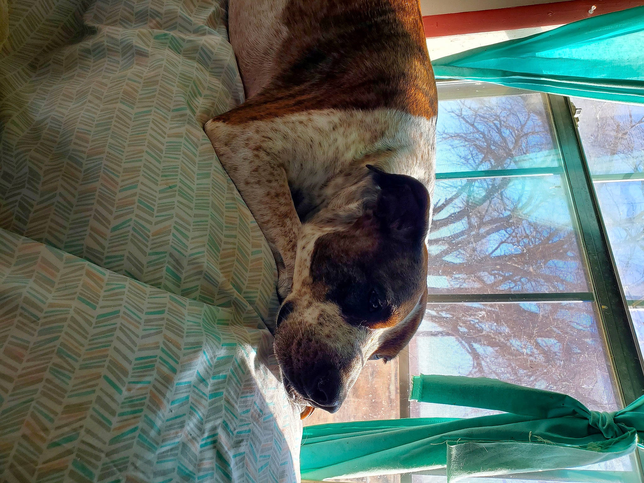 Sammy is registered to the contest to win money with this photo: carnivore, comfort, companion_dog, dog_breed, fawn, felidae, fur, liver, shade, small_to_medium_sized_cats, sporting_group, terrestrial_animal, tints_and_shades, tree, wildlife