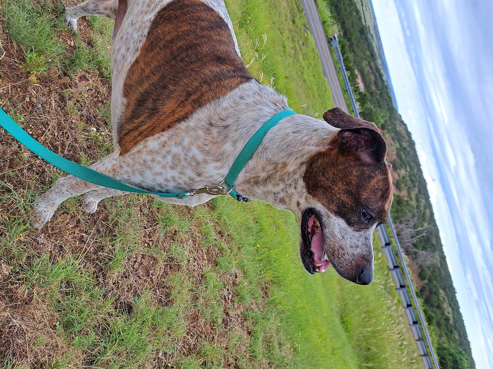 Sammy joined the competition — help win amazing prizes! collar, fawn, grass, grass_family, landscape, pasture, plant, rope, sky, slope, snout, soil, sporting_group, tail, terrestrial_animal, tree, trunk, wildlife, wood, working_animal