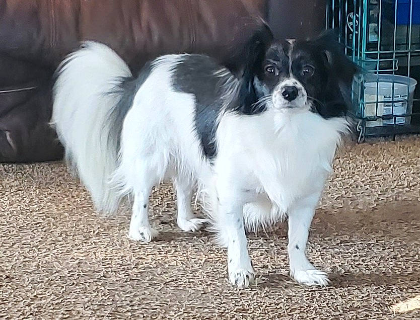 Rocky Joe is registered to the contest to win money with this photo: canidae, carnivore, companion_dog, dog, dog_breed, dog_supply, fur, non_sporting_group, papillon, snout, spaniel, sporting_group, tail, terrestrial_animal, toy_dog, whiskers, working_animal