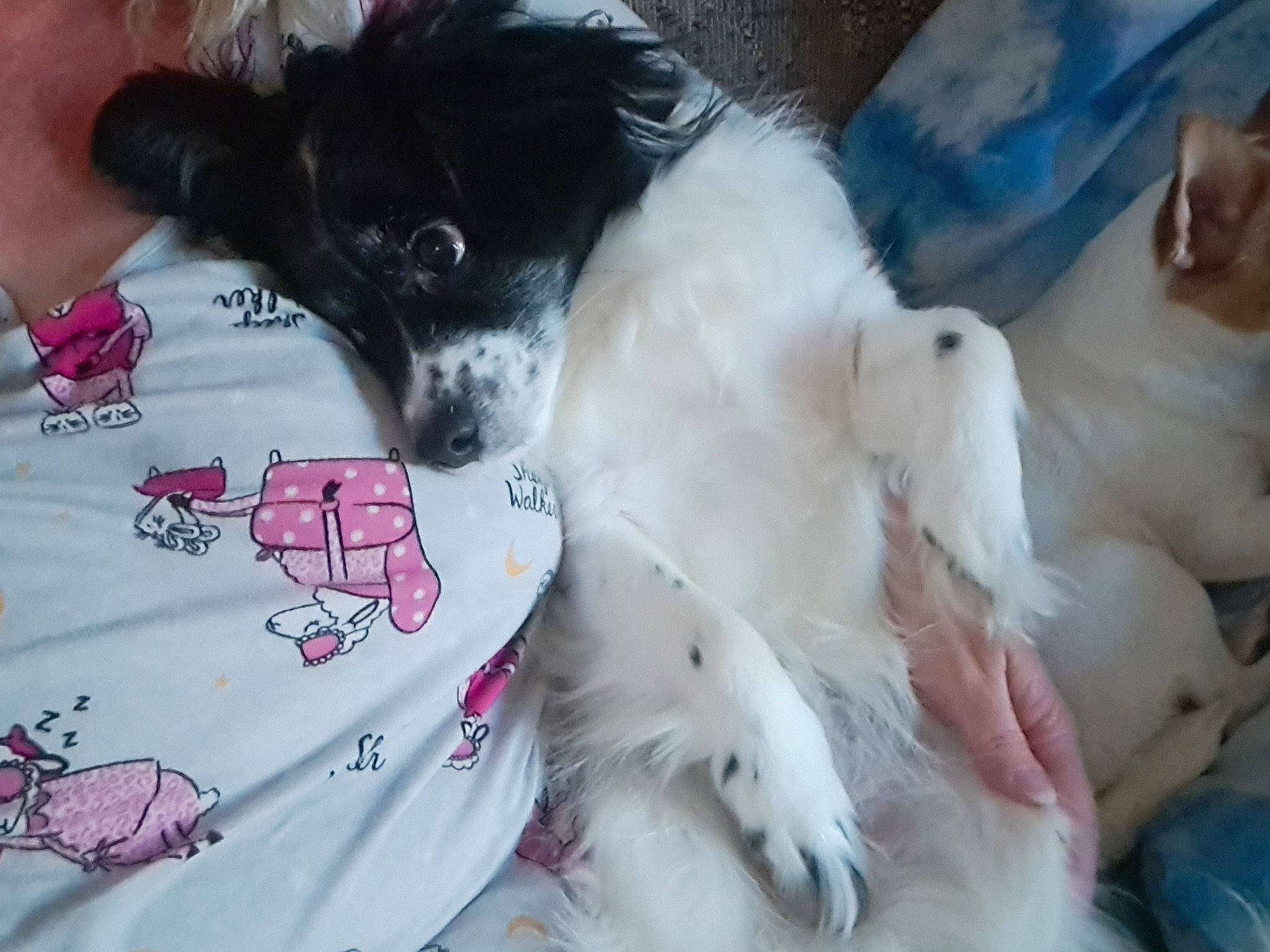 Rocky Joe is registered to the contest to win money with this photo: borzoi, canidae, carnivore, comfort, companion_dog, dog, dog_breed, dog_supply, fawn, felidae, fur, linens, pattern, paw, silken_windhound, sleeve, sporting_group, terrier, toy_dog, whiskers