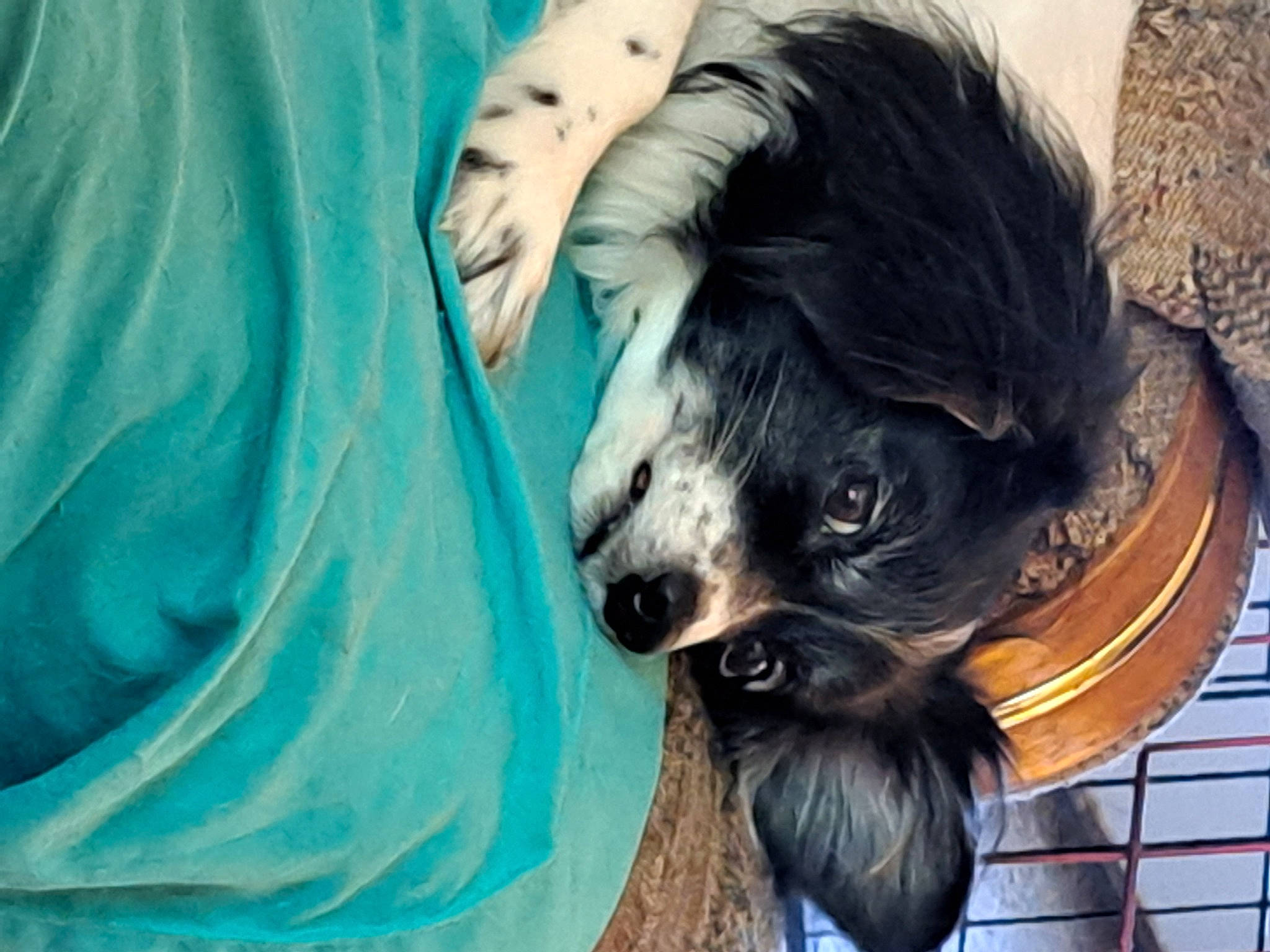 Rocky Joe joined the competition — help win amazing prizes! carnivore, companion_dog, dog, dog_breed, dress, electric_blue, eye, fawn, felidae, fur, livestock, plant, snout, sporting_group, sunglasses, tail, tree, whiskers, wildlife, working_animal