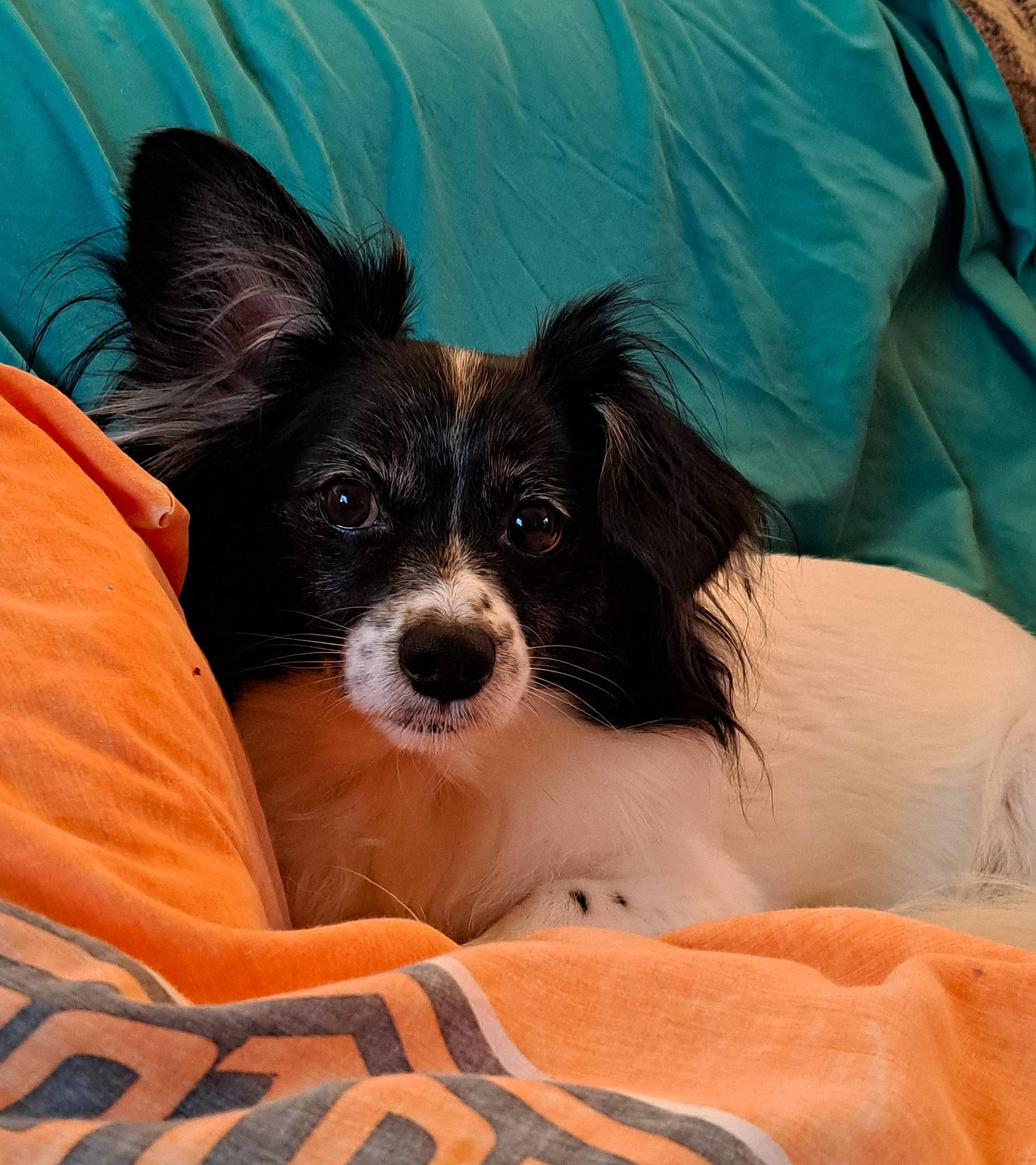 Rocky Joe joined the competition — help win amazing prizes! carnivore, comfort, companion_dog, corgi_chihuahua, dog, dog_breed, dog_supply, fur, liver, papillon, spaniel, sporting_group, toy_dog, water_dog, working_animal, working_dog