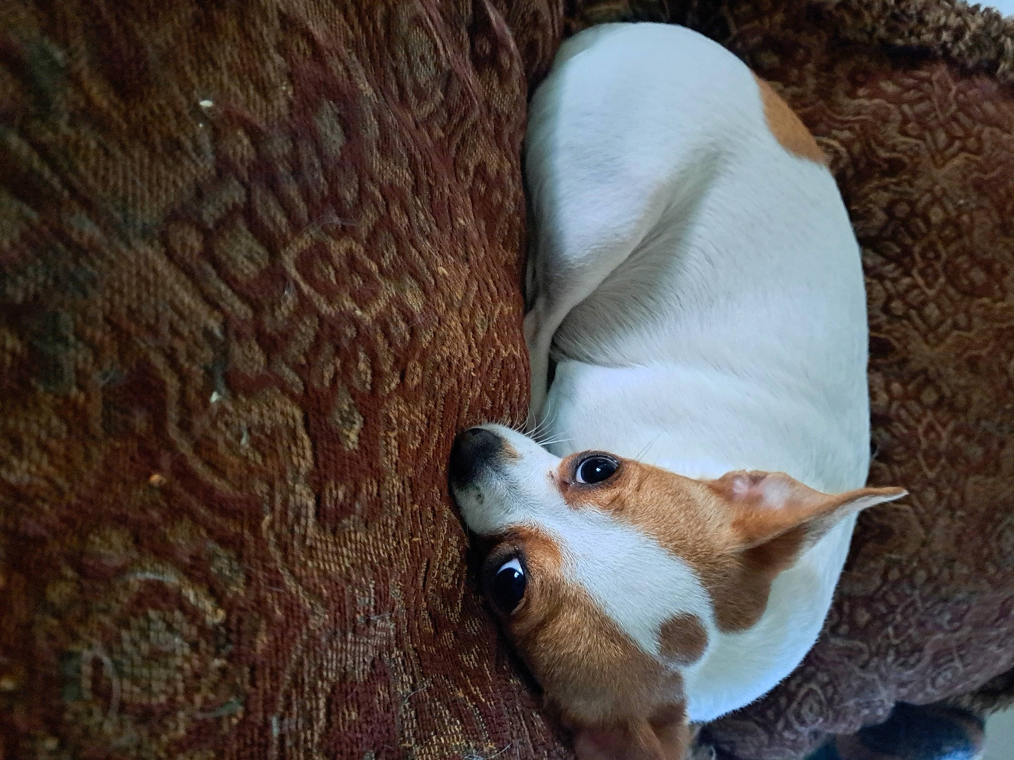 Sweet Pea is registered to the contest to win money with this photo: ancient_dog_breeds, canidae, carnivore, comfort, companion_dog, dog, dog_breed, ear, fawn, fur, non_sporting_group, paw, sporting_group, tail, terrestrial_animal, terrier, whiskers, wood, working_animal