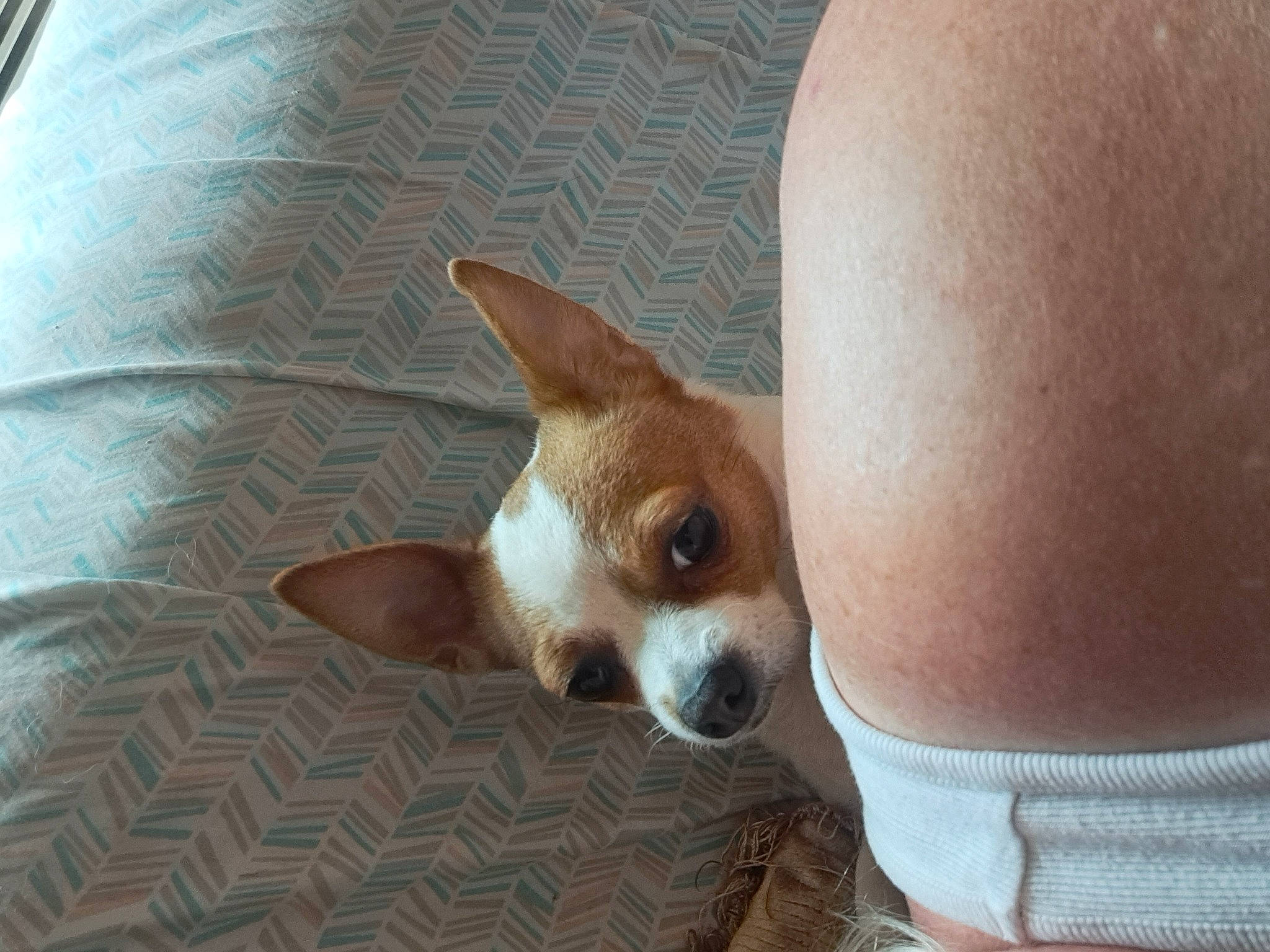 Sweet Pea is registered to the contest to win money with this photo: bed, canidae, carnivore, chihuahua, comfort, companion_dog, corgi_chihuahua, dog, dog_breed, fawn, fur, human_leg, irishjacks, mammal, non_sporting_group, paw, snout, sporting_group, toy_dog, whiskers