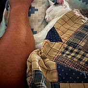 Felix joined the competition — help win amazing prizes! arm, black_spots, blanket, cat, closeup, comfort, cozy, fabric, fur, home, human, indoor, nap, patchwork, pattern, peaceful, quilt, resting, sleeping, white_cat