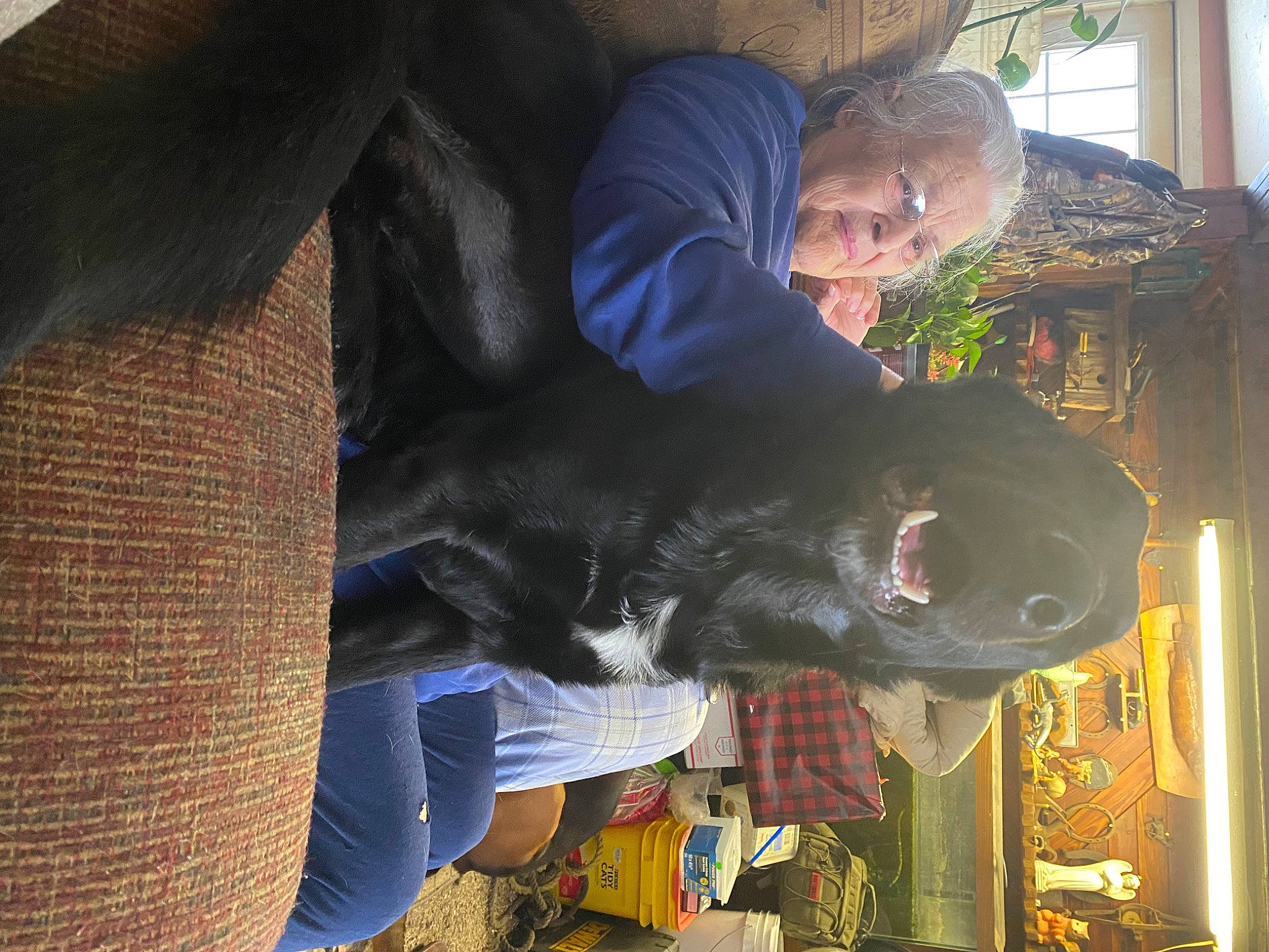 Koby is registered to the contest to win money with this photo: canidae, carnivore, comfort, companion_dog, dog, dog_breed, electric_blue, fun, fur, guard_dog, hat, personal_protective_equipment, snout, sporting_group, working_animal