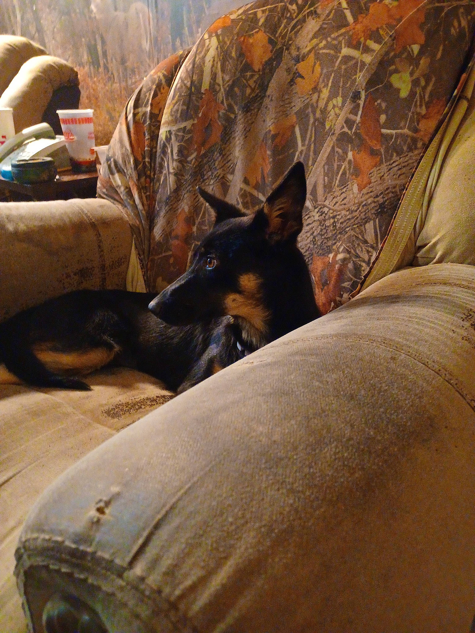 Taffy joined the competition — help win amazing prizes! brown, canidae, carnivore, comfort, companion_dog, dog, dog_breed, fawn, fur, german_shepherd_dog, guard_dog, linens, rock, room, sitting, sporting_group, terrestrial_animal, wood, working_animal, working_dog