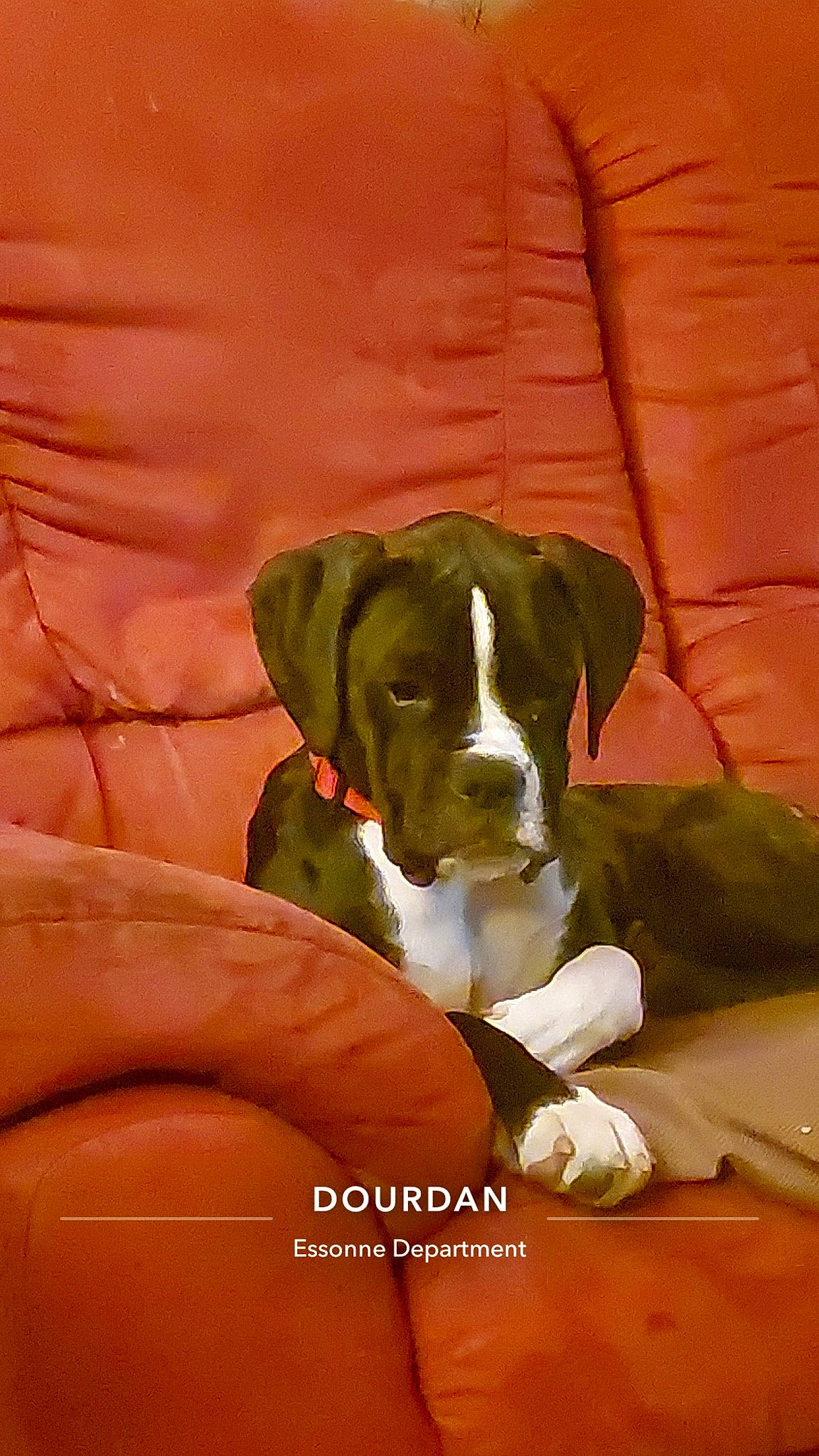 Tupac a rejoint le concours — aidez-le/la à gagner de superbes lots ! canidae, carnivore, collar, comfort, companion_dog, dog, dog_breed, dog_collar, dog_supply, german_shorthaired_pointer, gun_dog, liver, pet_supply, pointer, pointing_breed, snout, sporting_group, tail, working_animal, working_dog