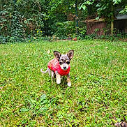 Vanille participe au concours pour gagner de l'argent avec cette photo : adorable, animal, canine, curious, cute, dog, fence, garden, grass, greenery, leafy, nature, outdoor, pet, puppy, red_sweater, small_dog, summer, walk, young_dog