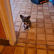 Vanille participe au concours pour gagner de l'argent avec cette photo : puppy, dog, small_dog, tile_floor, indoor, ears, cute, animal, pet, young_dog, brown_tiles, corner, speaker, bottle, wall, door_frame, floor, looking_up, lonely, home