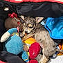 Vanille a rejoint le concours — aidez-le/la à gagner de superbes lots ! puppy, dog, sleeping, stuffed_toy, blanket, carrier, cozy, cute, fur, animal, pet, indoor, resting, soft, colorful, toy, small, snuggling, relaxing, companion